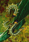 Sawfly larvae