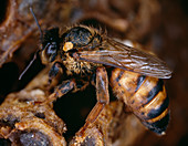 Queen honeybee