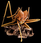 Ant with fungus,SEM