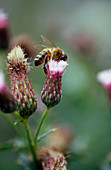 Honeybee on flower