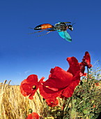 Digger wasp in flight