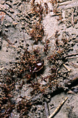 Ants on the rainforest floor