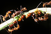 Ants feeding on leafhopper honeydew
