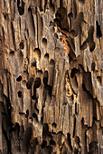Carpenter bee nest