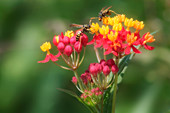 Wasps on a flower