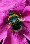 Bee on a cistus flower