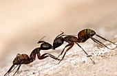 Carpenter ants fighting