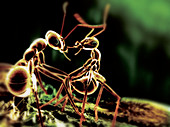 Ants interacting,computer artwork