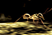 Running ant,computer artwork