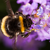 Bumble bee collecting pollen