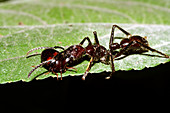 Conga ant