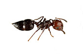 Worker black garden ant
