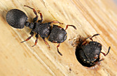 Arboreal ants