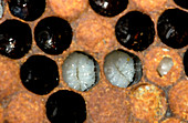 Honeybee larvae