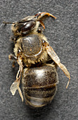 Diseased honeybee