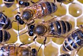 Honeybees on honeycomb