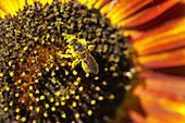 Honey bee pollinating a sunflower