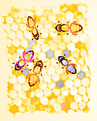 Honey bees,coloured X-ray
