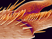 Tip of ant foot,SEM