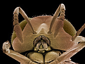 Head of a parasitic wasp,SEM