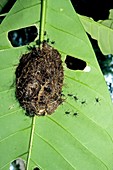 Polyrhachis laboriosa ant's nest