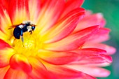 Bee feeding on a dahlia flower
