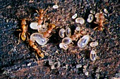 Pyramica maynei ants with eggs and larvae