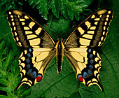 Papilo machain Britannicus,swallowtail butterfly