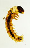 LM of a silkworm,Bombyx mori