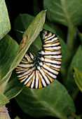 Caterpillar of Monarch butterfly,D.Plexippus