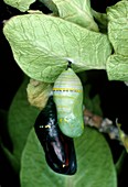 Pupa of Monarch butterfly (Danaus plexippus)