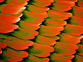 F/col SEM of scales on Swallowtail butterfly wing