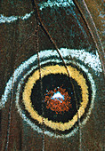 Wing eyespot of the butterfly,Morpho peleides