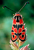Moth,Zygaena fausta,with warning colouration