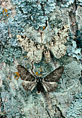 The moth Biston betularia on bark