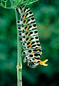 Swallowtail caterpillar with warning colouration