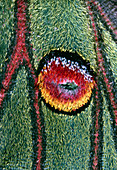 Eyespot of Spanish moon moth,Graellsia isabellae