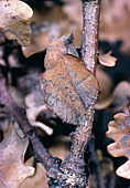 Lappet moth,Gastropacha,mimics an oak leaf