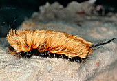 Hairy flannel moth caterpillar (Megalopygidae)