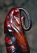 Convolvulus hawkmoth chrysalis