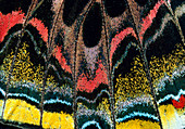 Close-up of a butterfly's wing