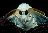 Macrophoto of a giant emperor moth