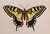 Historical engraving of a swallowtail butterfly