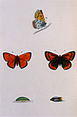 Coloured historical art of large copper butterfly