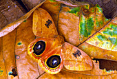 Silkworm moth (Automeris sp.) showing eyespots