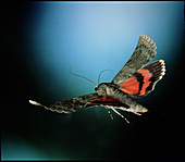 Red underwing moth in flight