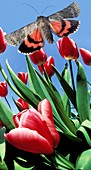 Red underwing moth