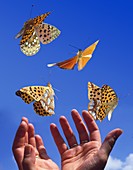 Hands releasing butterflies