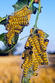 Buff tip moth caterpillars