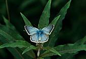 Chalkhill blue butterfly